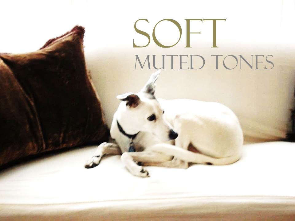 ART MODERN LLC - MUTED COLORS dog